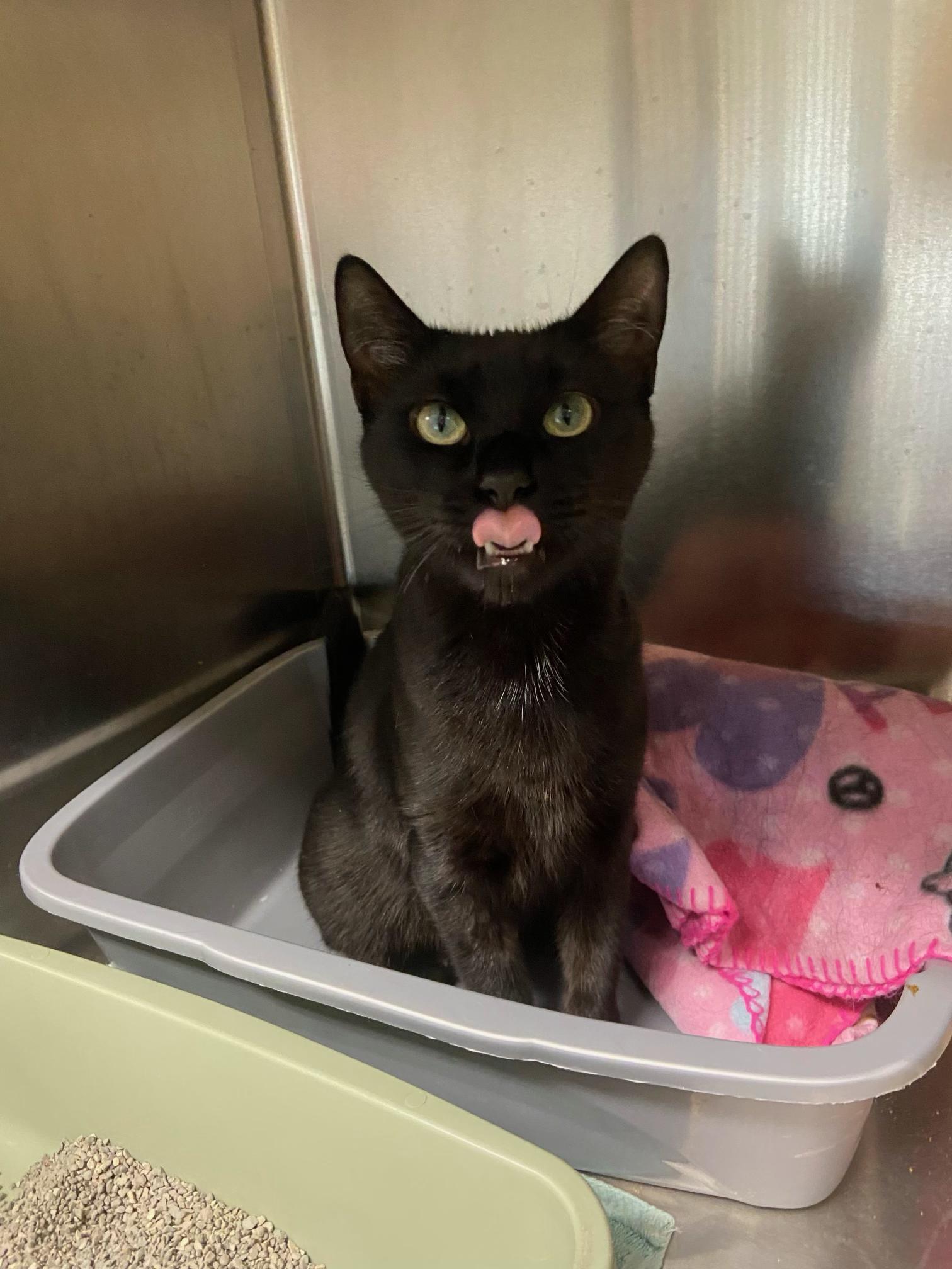Velvet, Adoptable, Adult Female Domestic Short Hair.