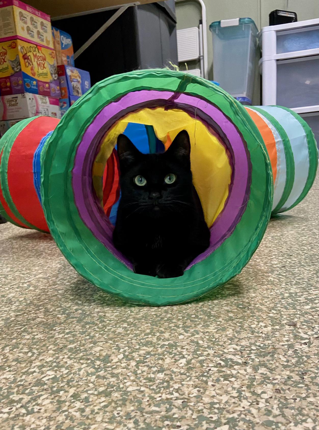 Enlarge Velvet, a Adoptable Domestic Short Hair in Warwick, RI image 3/4