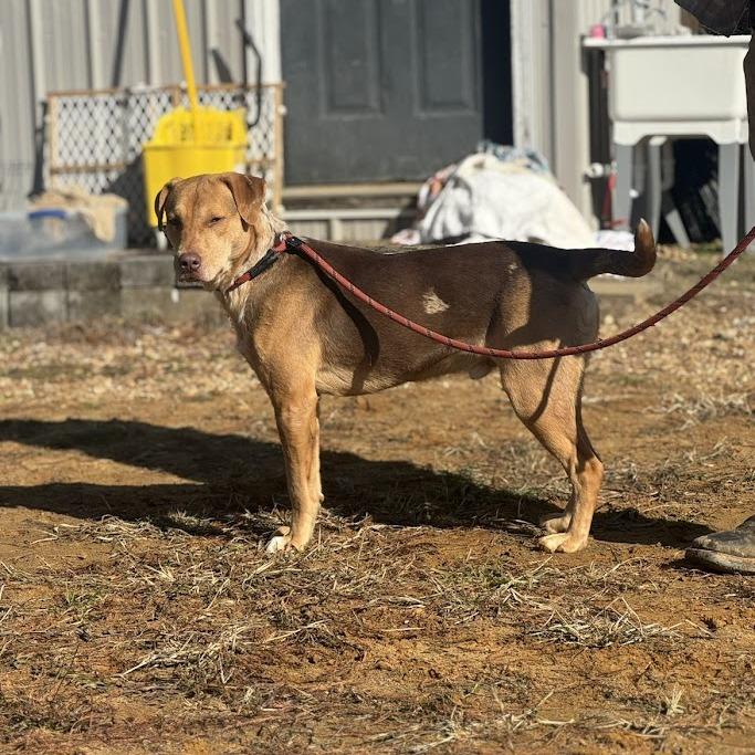 Muttley 100601, a Adoptable mixed breed in Amory, MS image 4/5