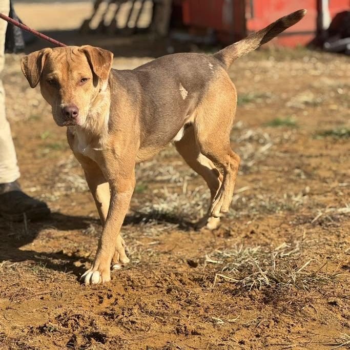 Muttley 100601, a Adoptable mixed breed in Amory, MS image 5/5
