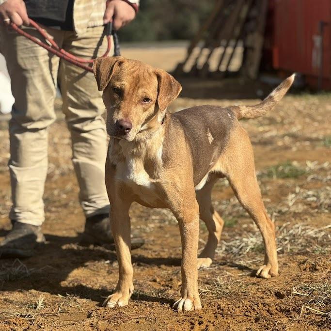 Muttley 100601, Adoptable, Young Male Labrador Retriever & Beagle.