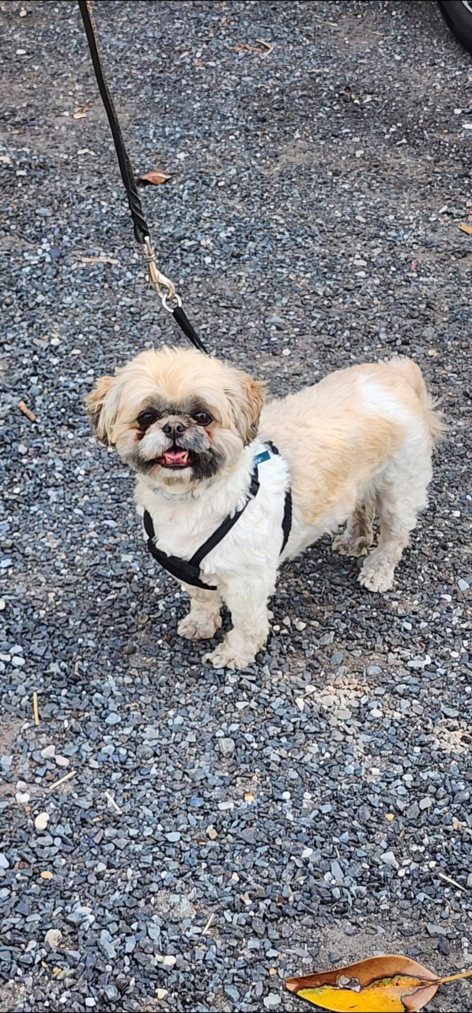 Mimi, ADOPTABLE, Young Female Shih Tzu.