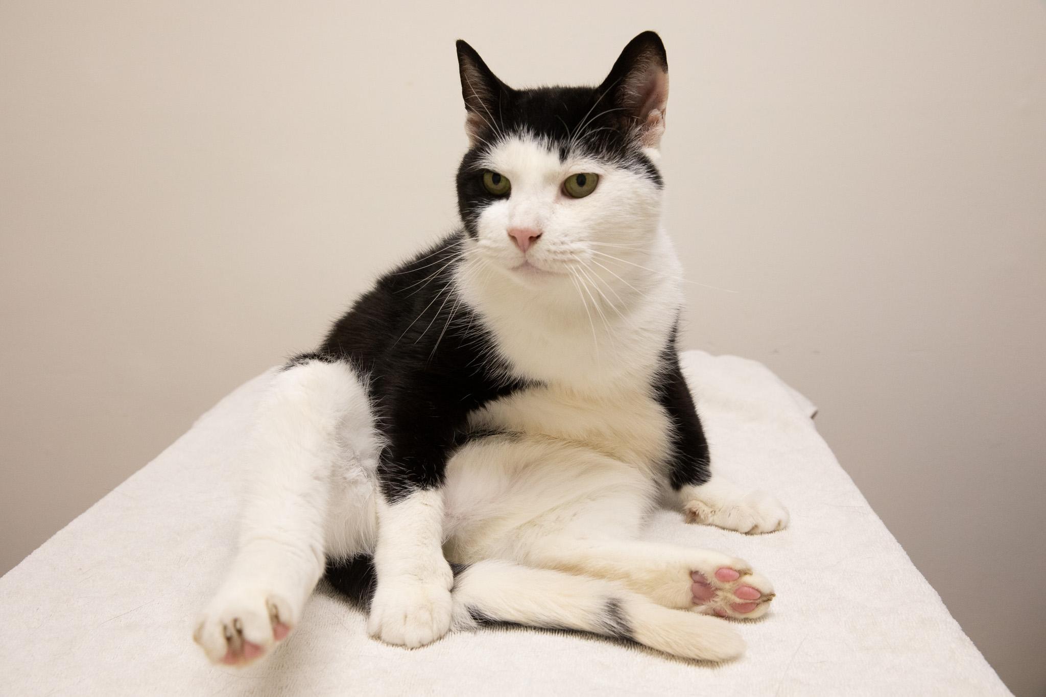 Enlarge Dubba, a Adoptable Domestic Short Hair in Montclair, NJ image 1/6