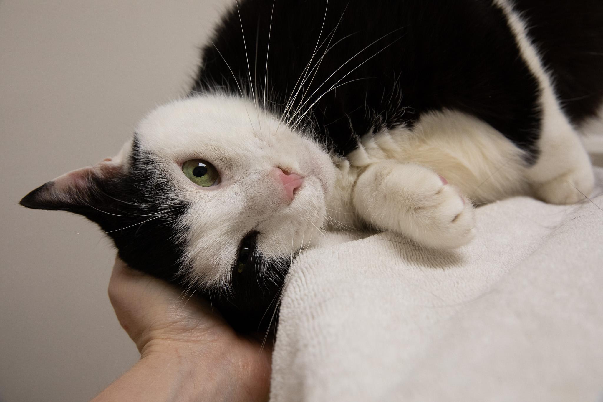 Enlarge Dubba, a Adoptable Domestic Short Hair in Montclair, NJ image 2/6