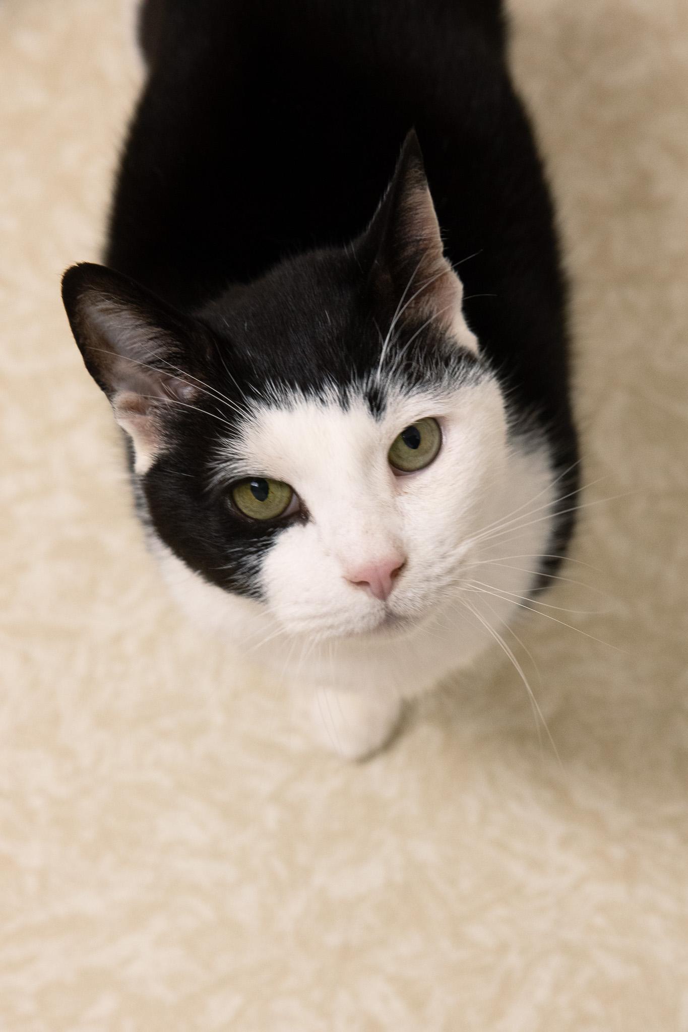 Enlarge Dubba, a Adoptable Domestic Short Hair in Montclair, NJ image 3/6