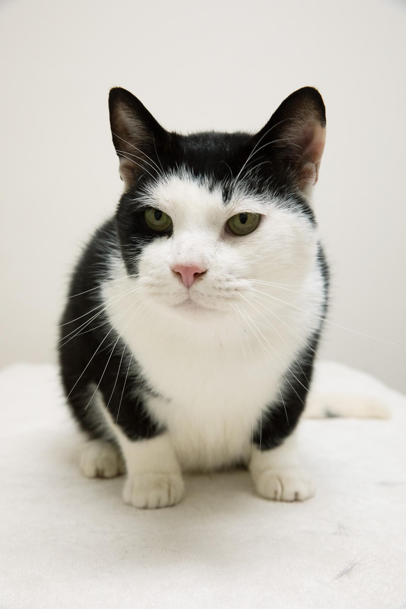 Enlarge Dubba, a Adoptable Domestic Short Hair in Montclair, NJ image 4/6