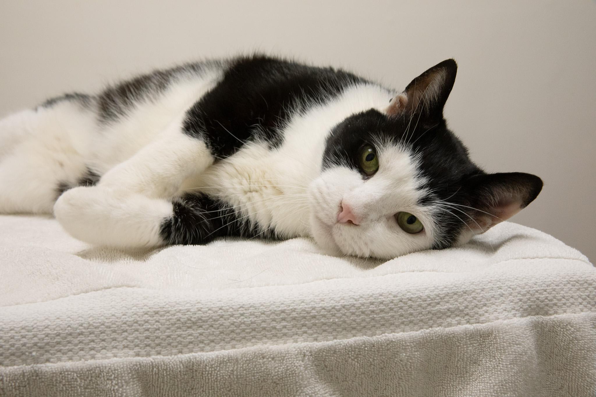Enlarge Dubba, a Adoptable Domestic Short Hair in Montclair, NJ image 5/6