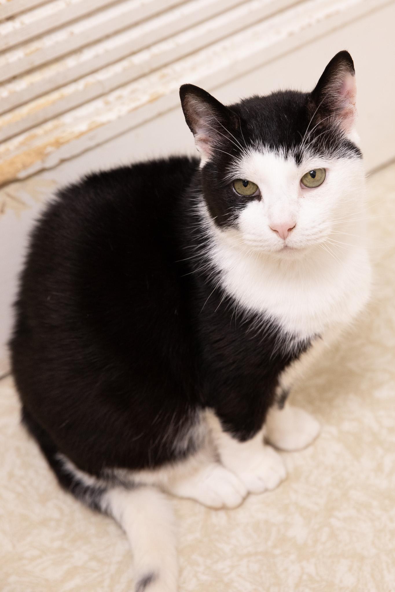 Enlarge Dubba, a Adoptable Domestic Short Hair in Montclair, NJ image 6/6