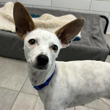 Elsa, Adoptable, Adult Female Chihuahua & Mixed Breed.