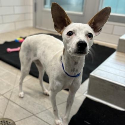 Enlarge Elsa, a Adoptable mixed breed in San Francisco, CA image 2/3