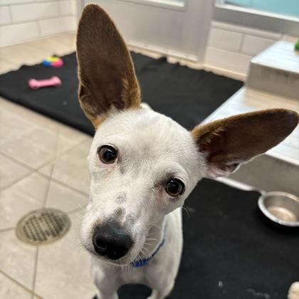 Enlarge Elsa, a Adoptable mixed breed in San Francisco, CA image 3/3