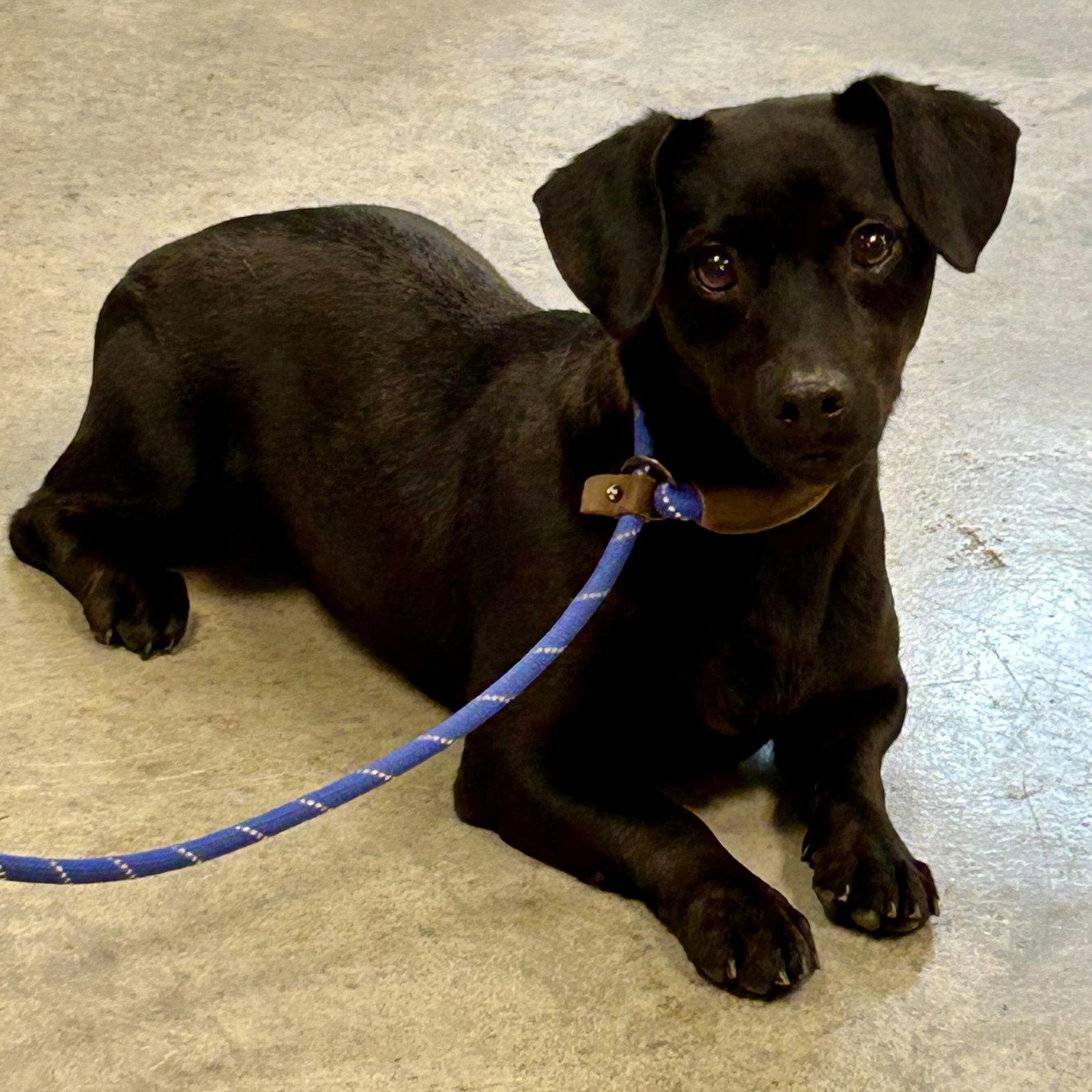 Keely 2026, Adopted, Young Female Dachshund.