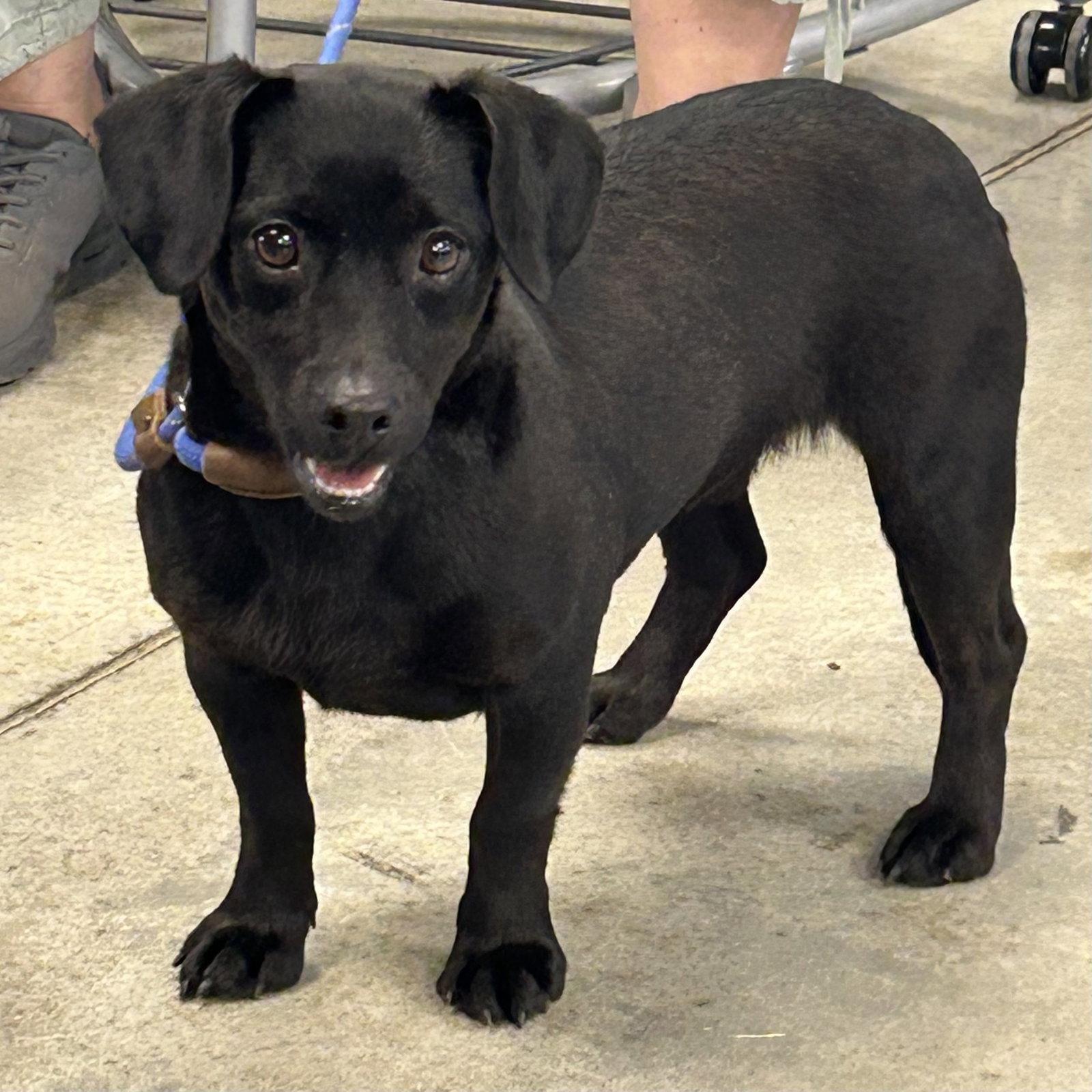 Enlarge Keely 2026, a Adopted Dachshund in Norwood, OH image 2/2