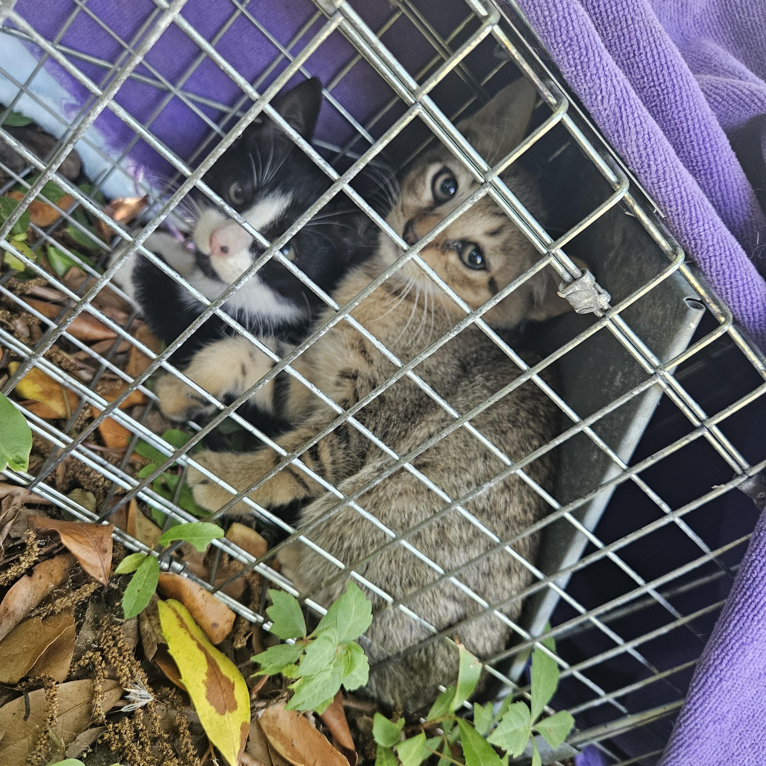 Enlarge River, a Adoptable Tabby in Wilmington, NC image 6/6