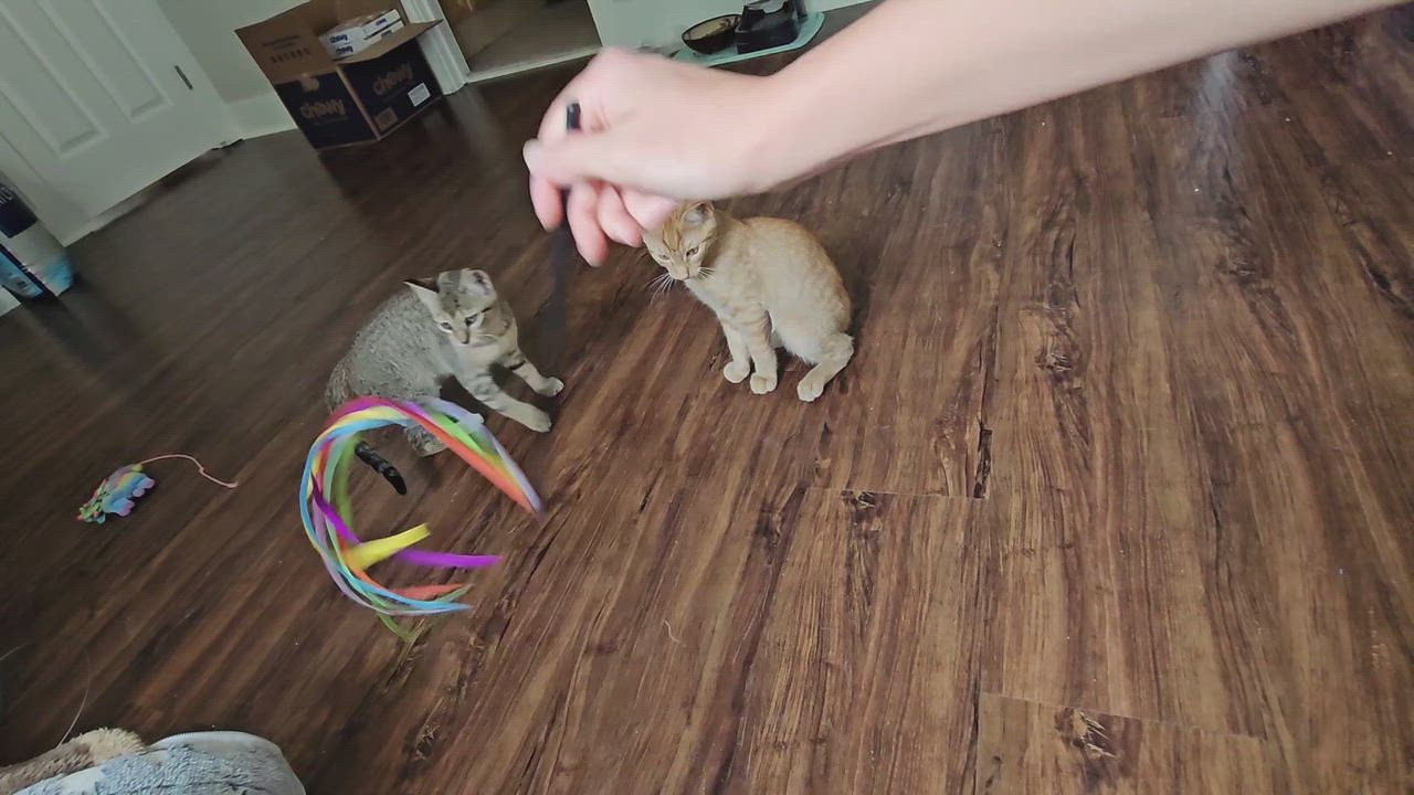 Enlarge River, a Adoptable Tabby in Wilmington, NC video 5/6