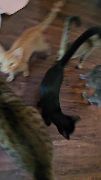 Enlarge River, a Adoptable Tabby in Wilmington, NC video 4/6