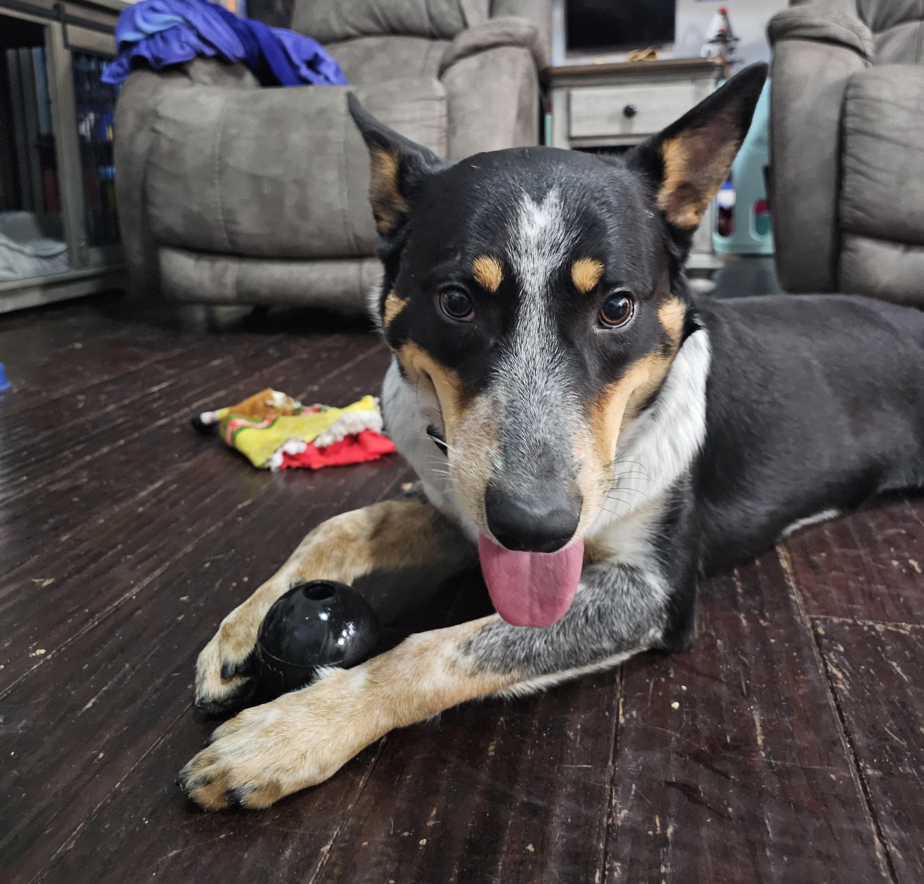 Enlarge Miles, a ADOPTABLE Australian Cattle Dog / Blue Heeler in Dallas, TX image 4/6