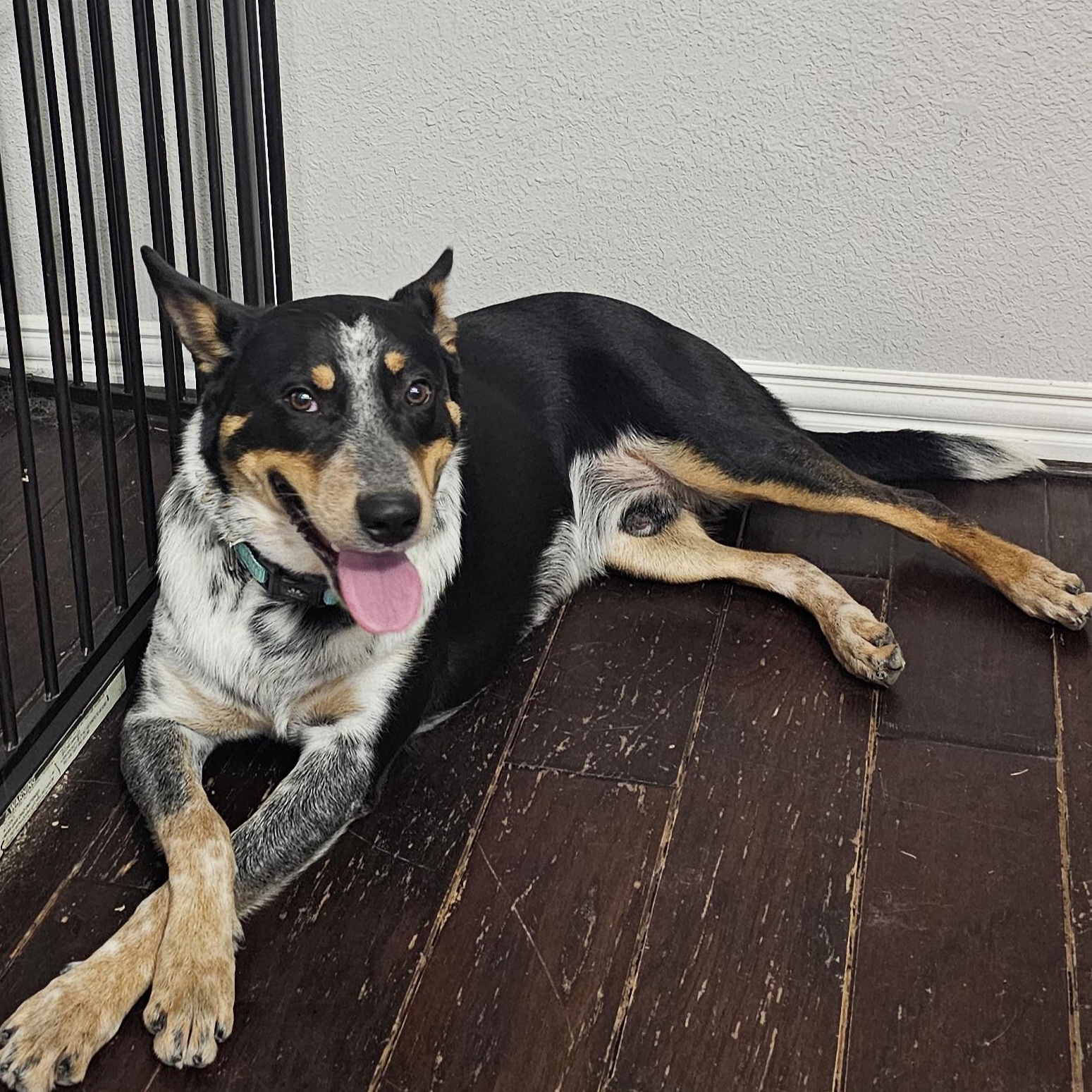Enlarge Miles, a ADOPTABLE Australian Cattle Dog / Blue Heeler in Dallas, TX image 5/6