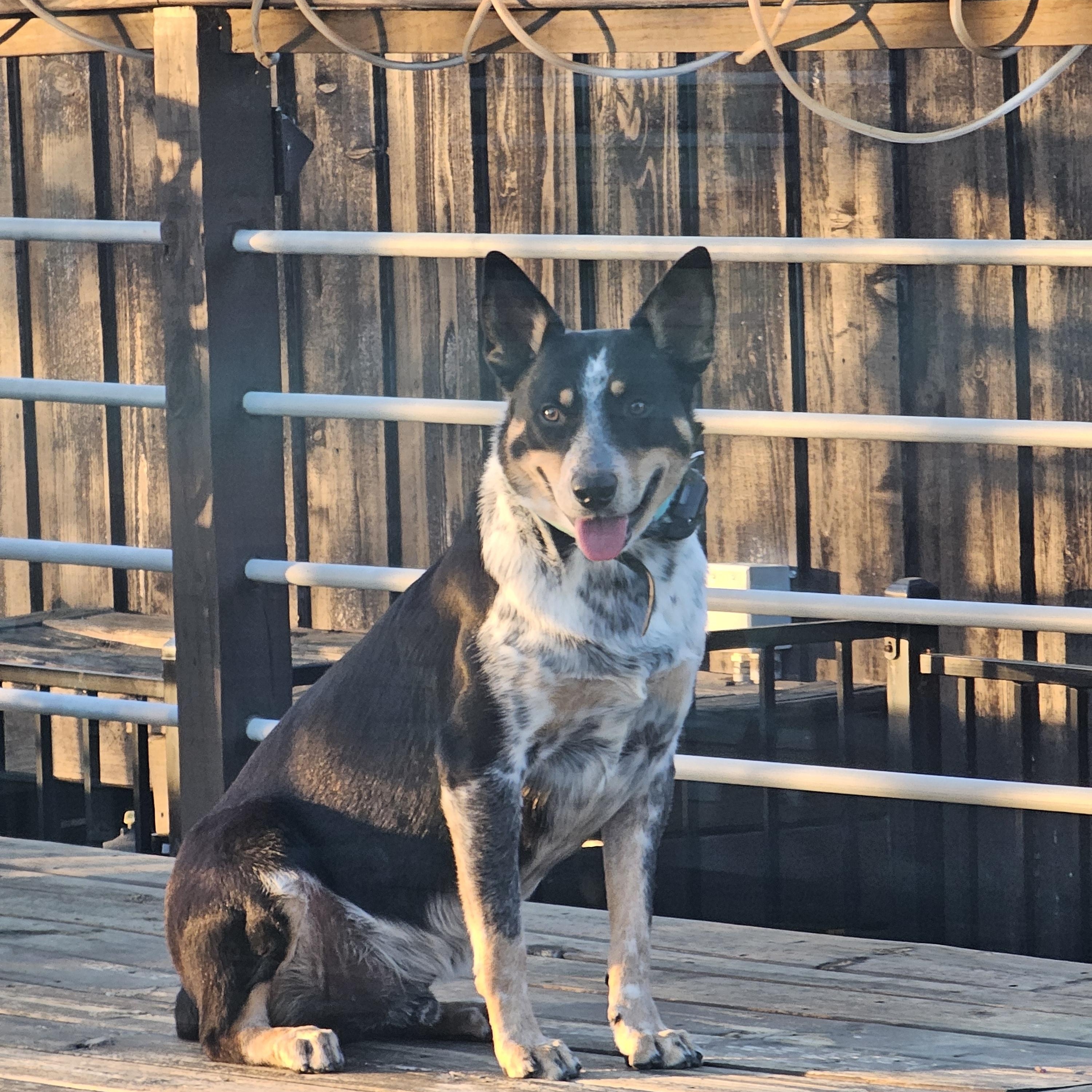 Enlarge Miles, a ADOPTABLE Australian Cattle Dog / Blue Heeler in Dallas, TX image 1/6