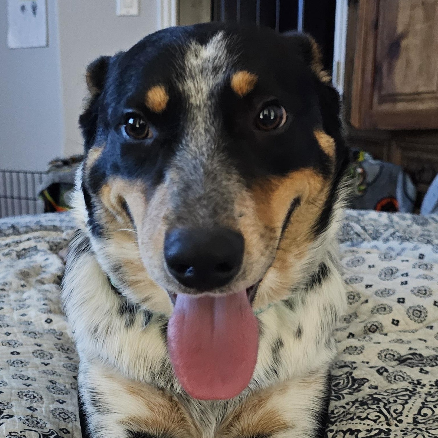 Enlarge Miles, a ADOPTABLE Australian Cattle Dog / Blue Heeler in Dallas, TX image 3/6