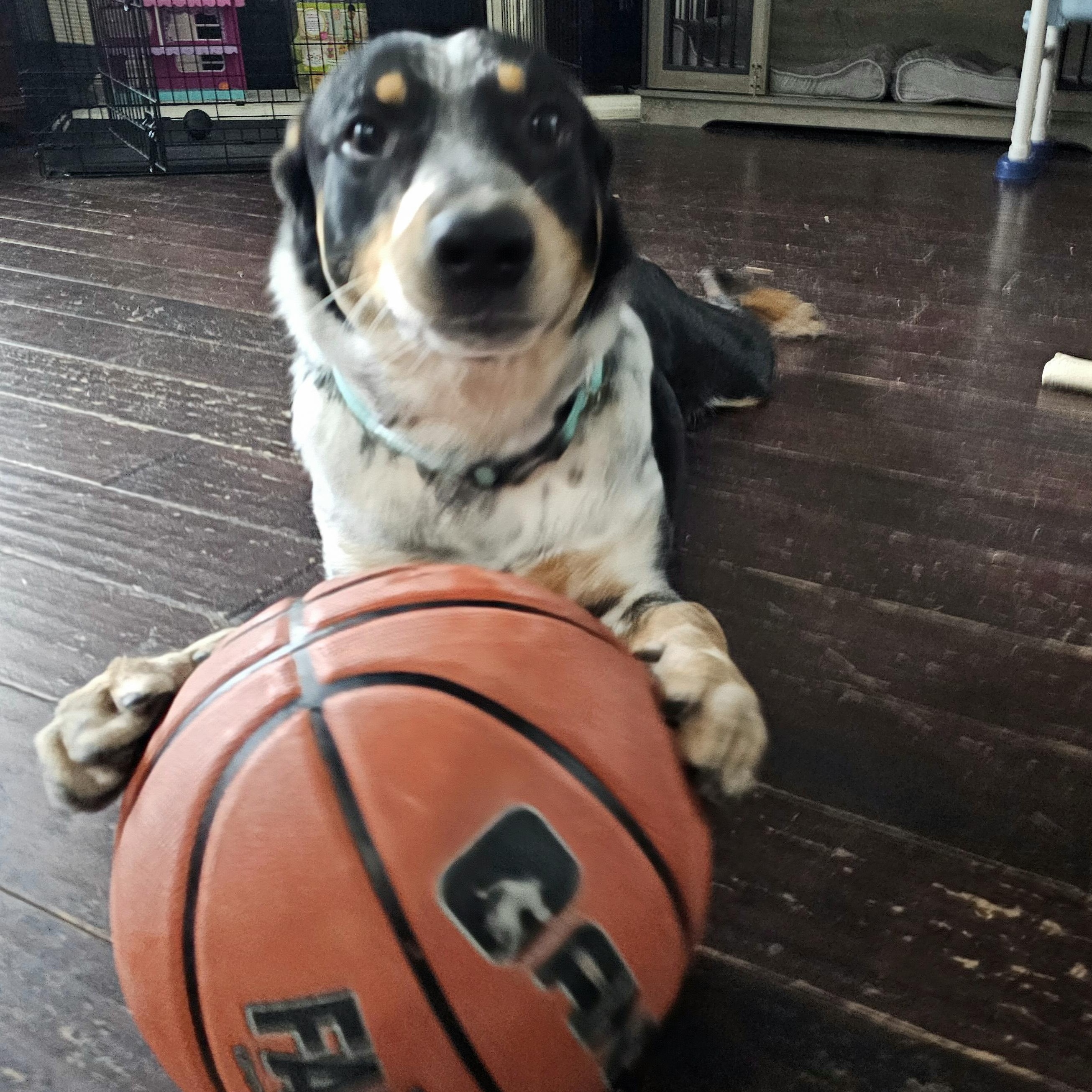 Enlarge Miles, a ADOPTABLE Australian Cattle Dog / Blue Heeler in Dallas, TX image 2/6