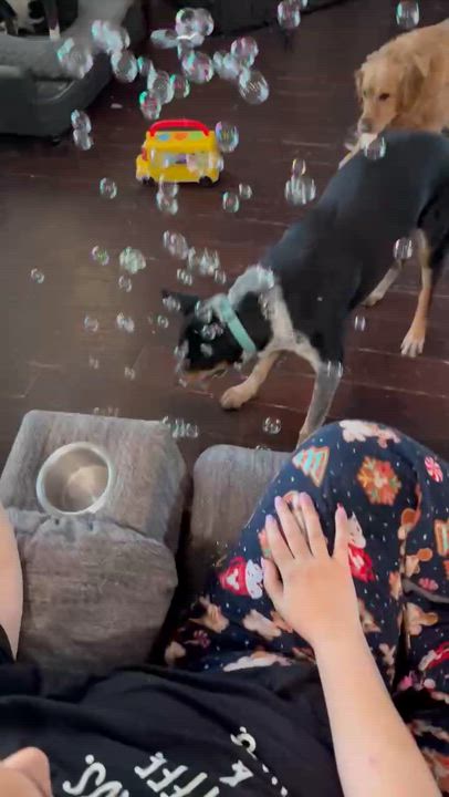 Enlarge Miles, a ADOPTABLE Australian Cattle Dog / Blue Heeler in Dallas, TX video 6/6
