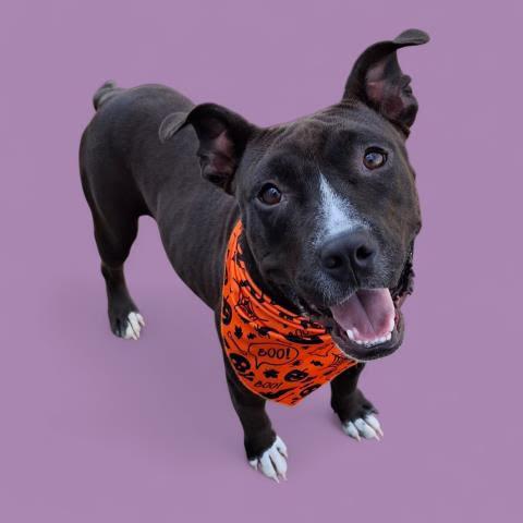 Abilene -- URGENT!!, Adoptable, Adult Female Pit Bull Terrier.