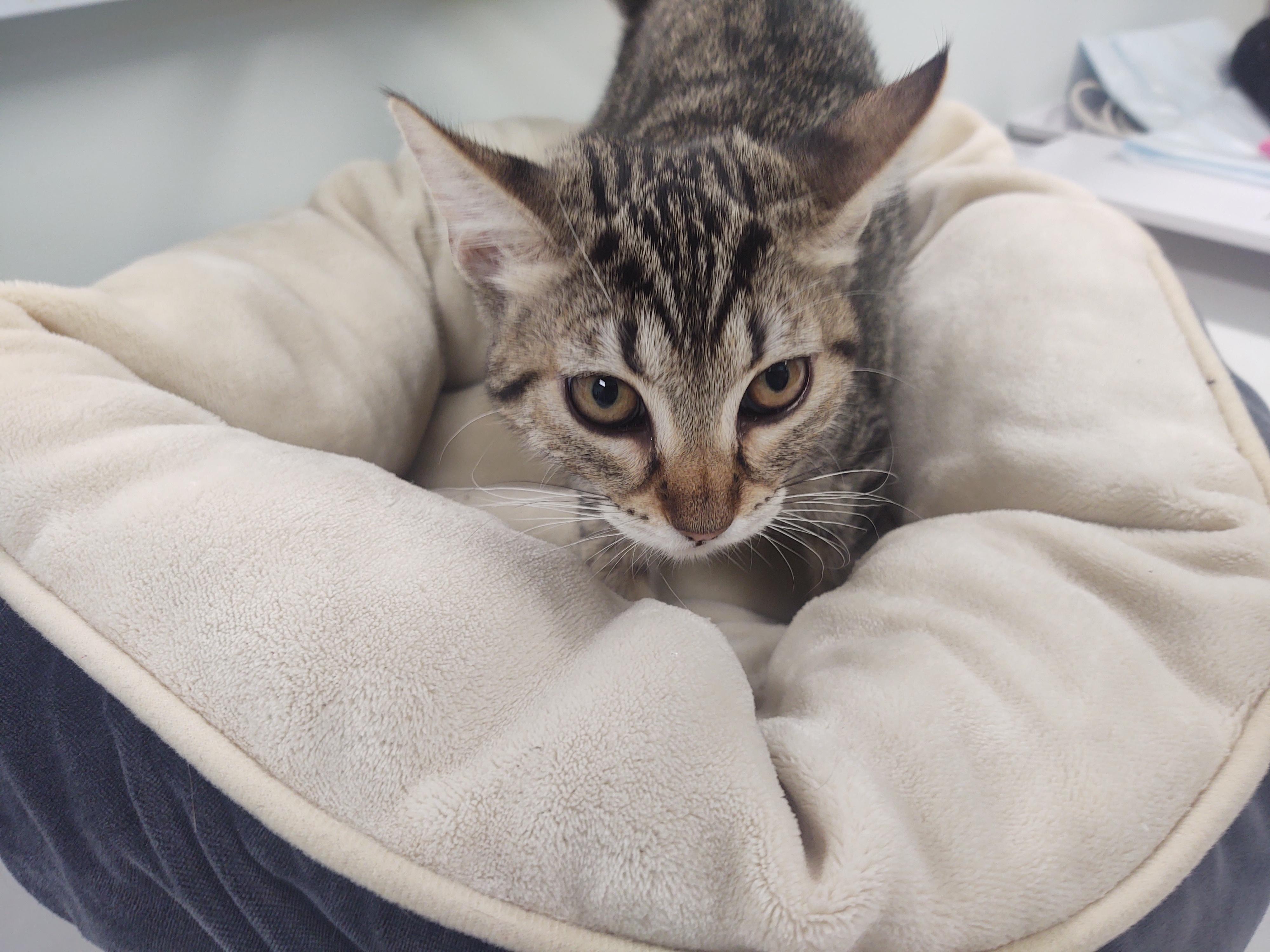Paige, Adopted, Young Female Domestic Short Hair.