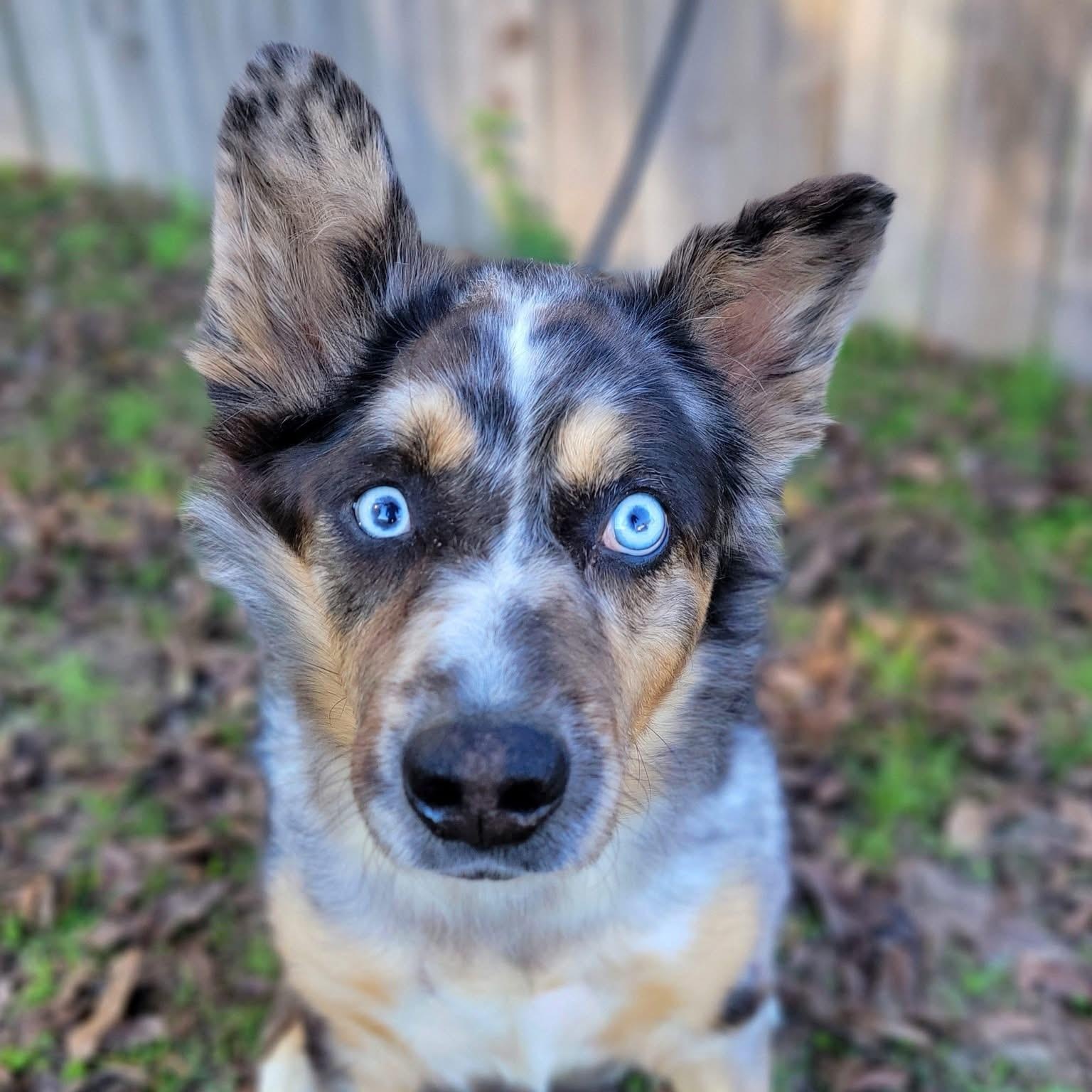 Amren, Adoptable, Adult Female Border Collie & Australian Shepherd.