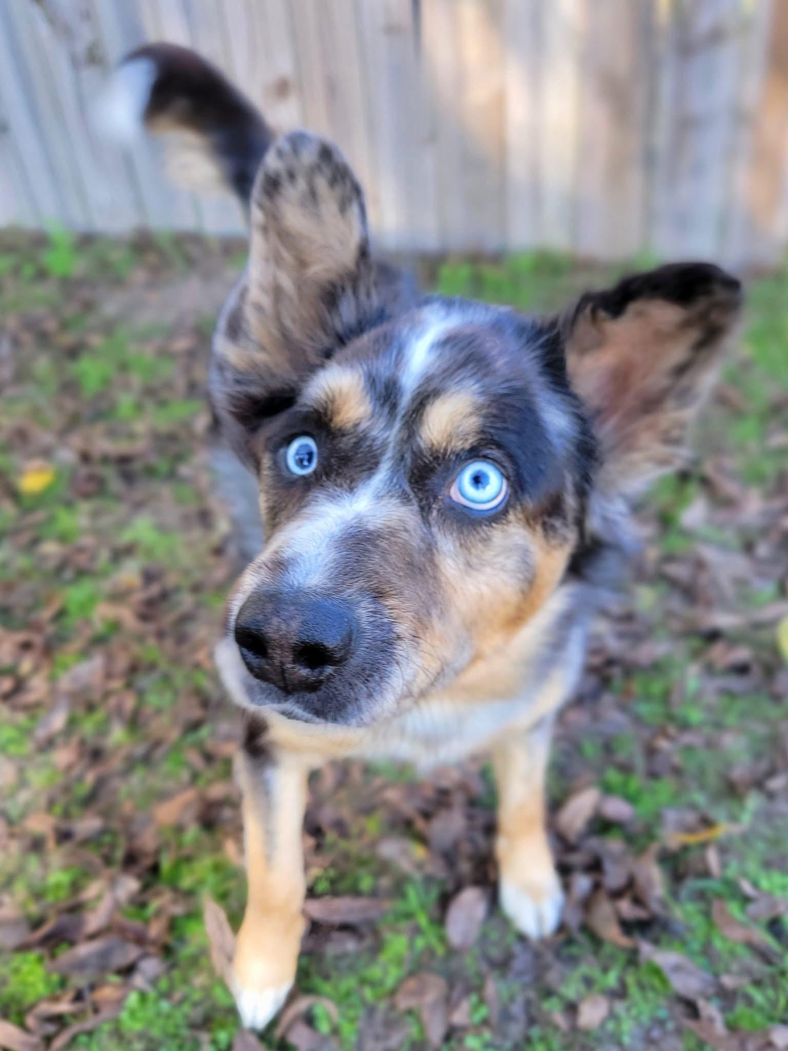 Amren, an adopted mixed breed in Mendham, NJ image 2/3