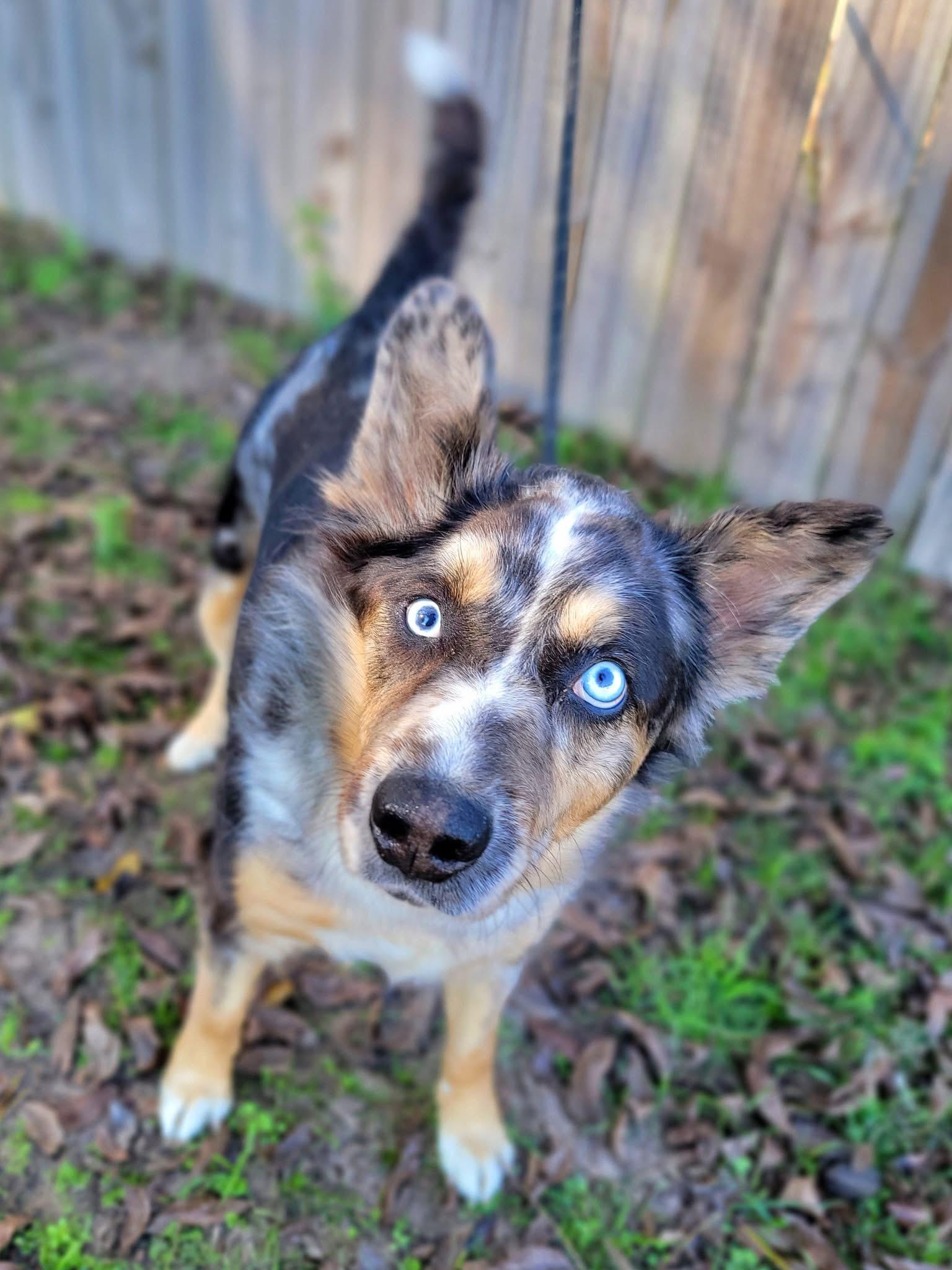 Amren, an adopted mixed breed in Mendham, NJ image 3/3