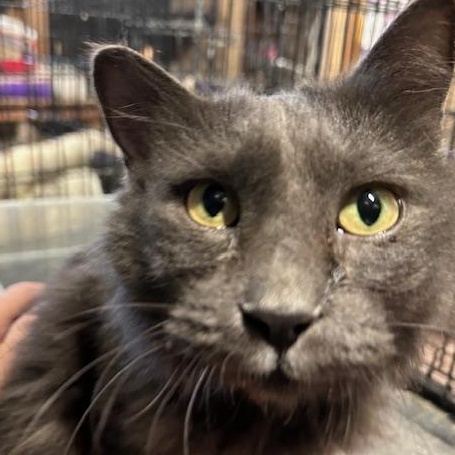 Enlarge Calleigh, Russian Blue, female, a Adopted Russian Blue in Shawnee, OK image 2/4