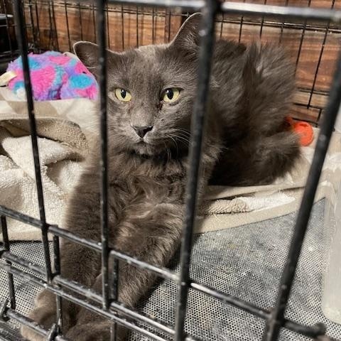 Enlarge Calleigh, Russian Blue, female, a Adopted Russian Blue in Shawnee, OK image 4/4