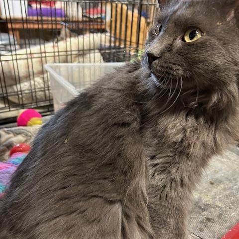 Enlarge Calleigh, Russian Blue, female, a Adopted Russian Blue in Shawnee, OK image 3/4