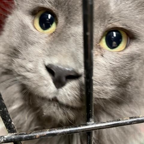 Calleigh, Russian Blue, female, Adult Female unknown
