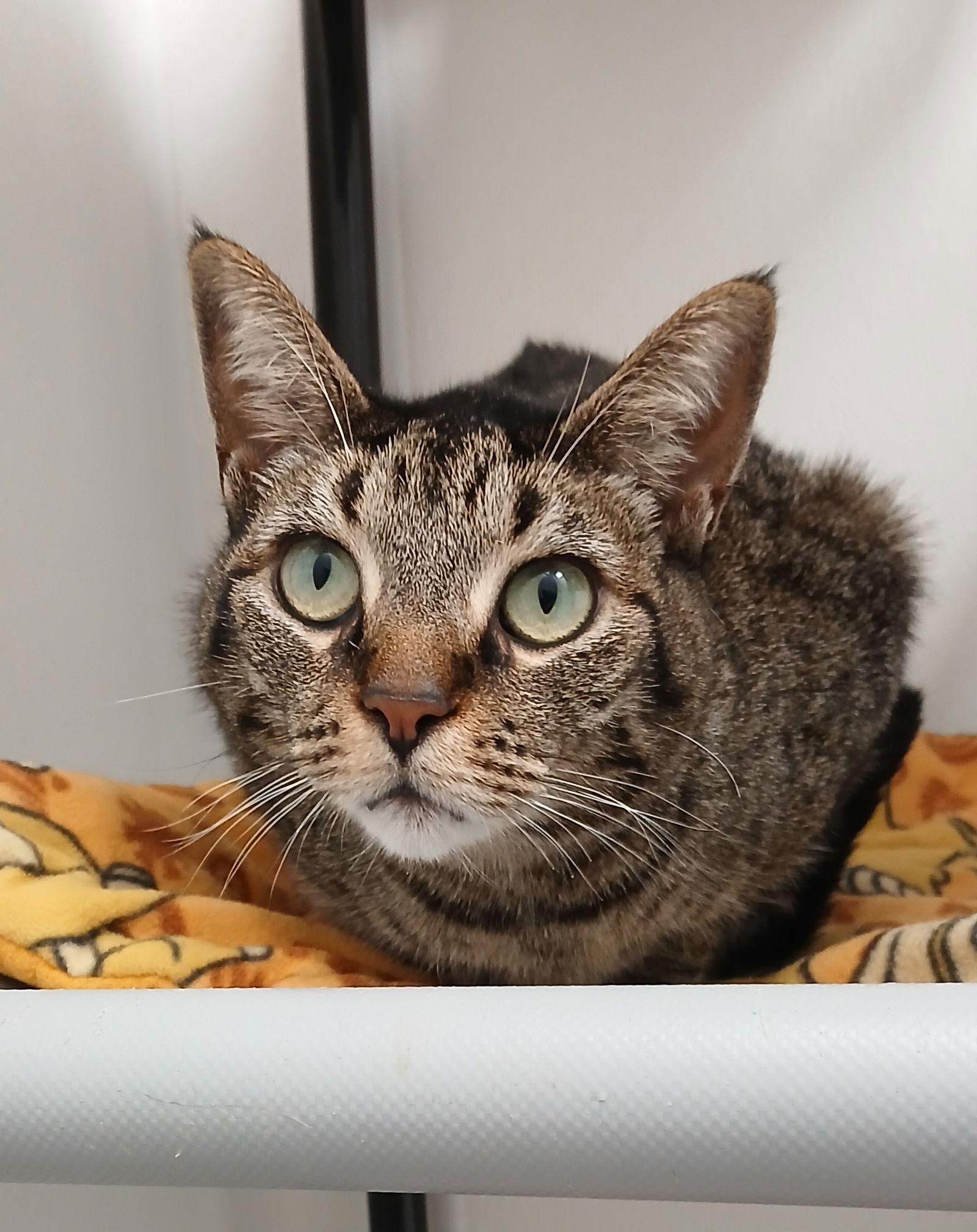 Enlarge Raya, a Adoptable mixed breed in Bay City, MI image 1/1