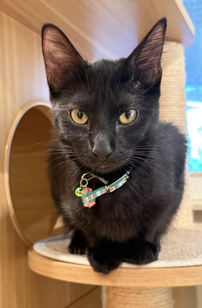 Cora — thumbnail 2