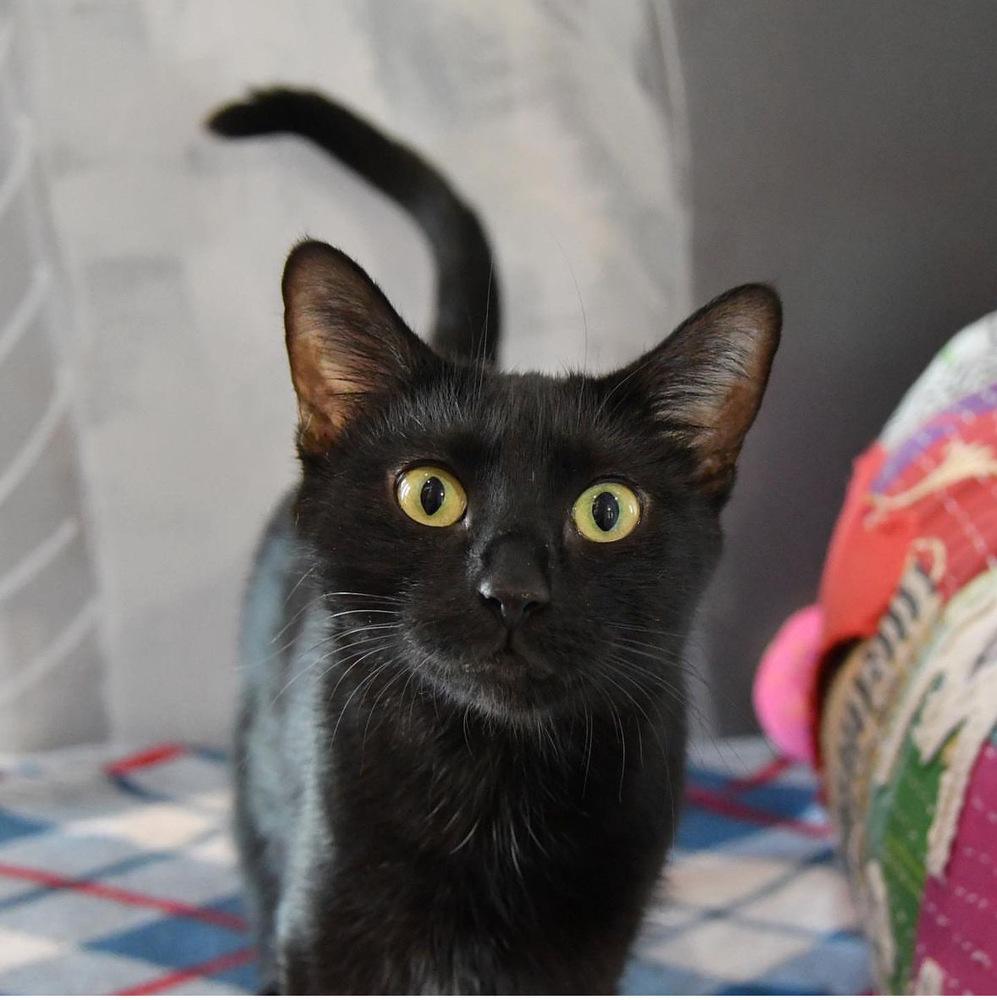 Cora — thumbnail 3