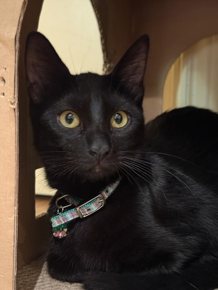 Cora — thumbnail 4