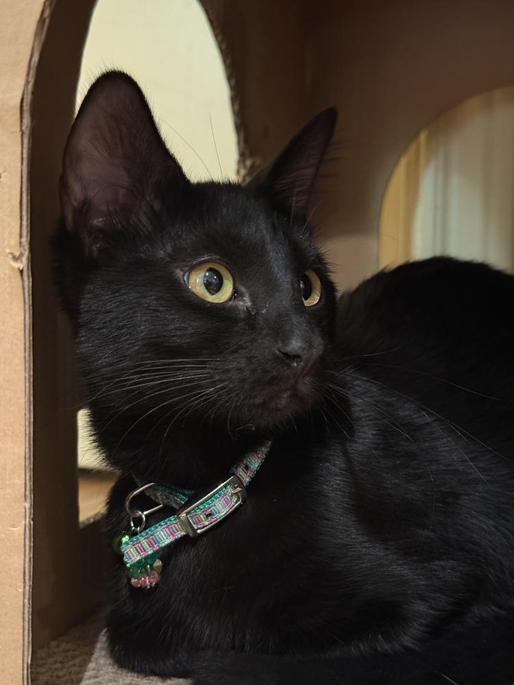 Cora — thumbnail 5