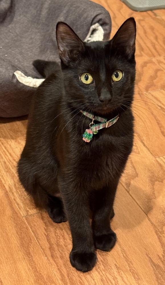 Cora — thumbnail 6