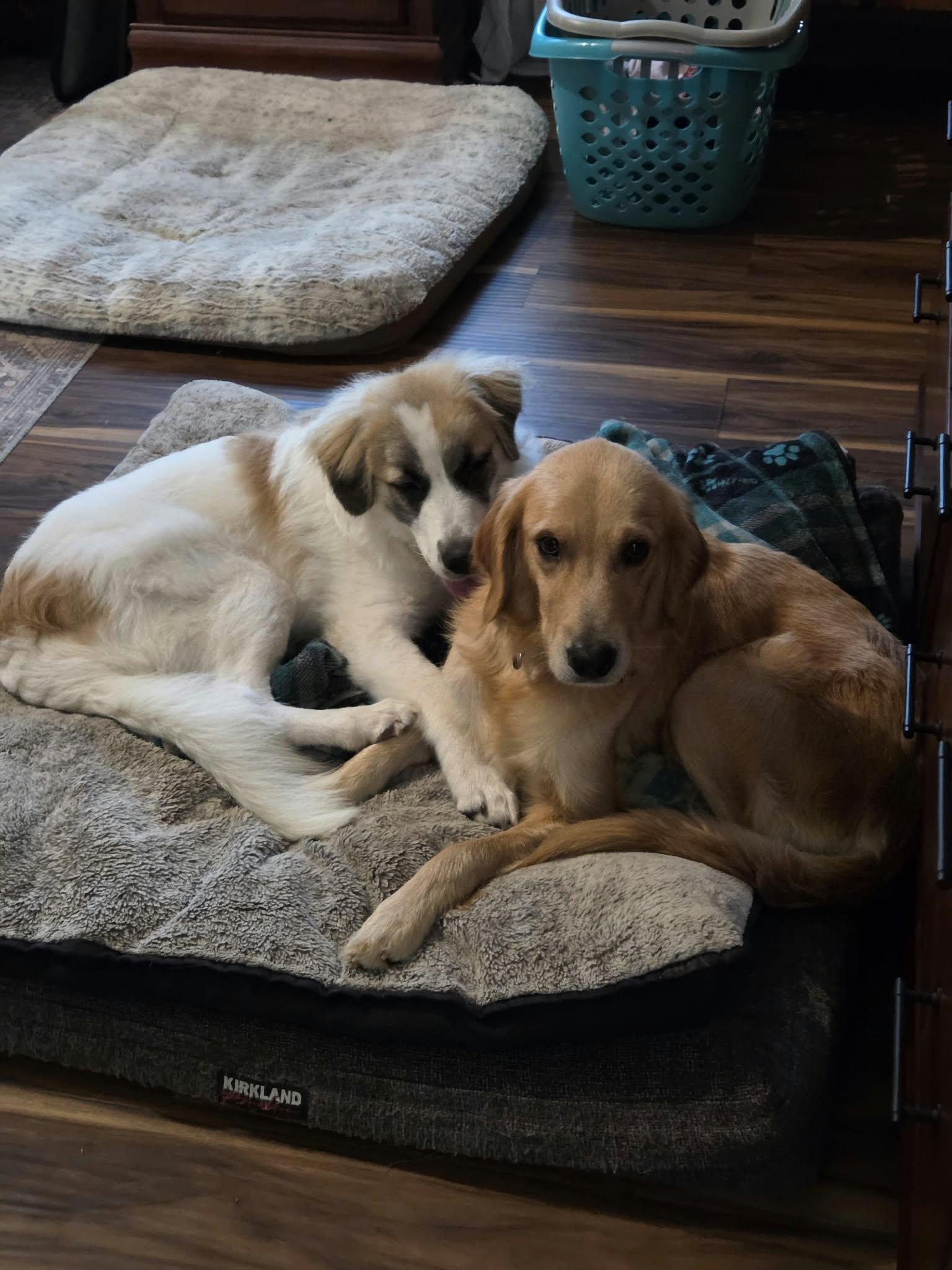 Enlarge Denali the perfect pyrenees pup, a Adoptable Great Pyrenees in Muskego, WI image 6/6