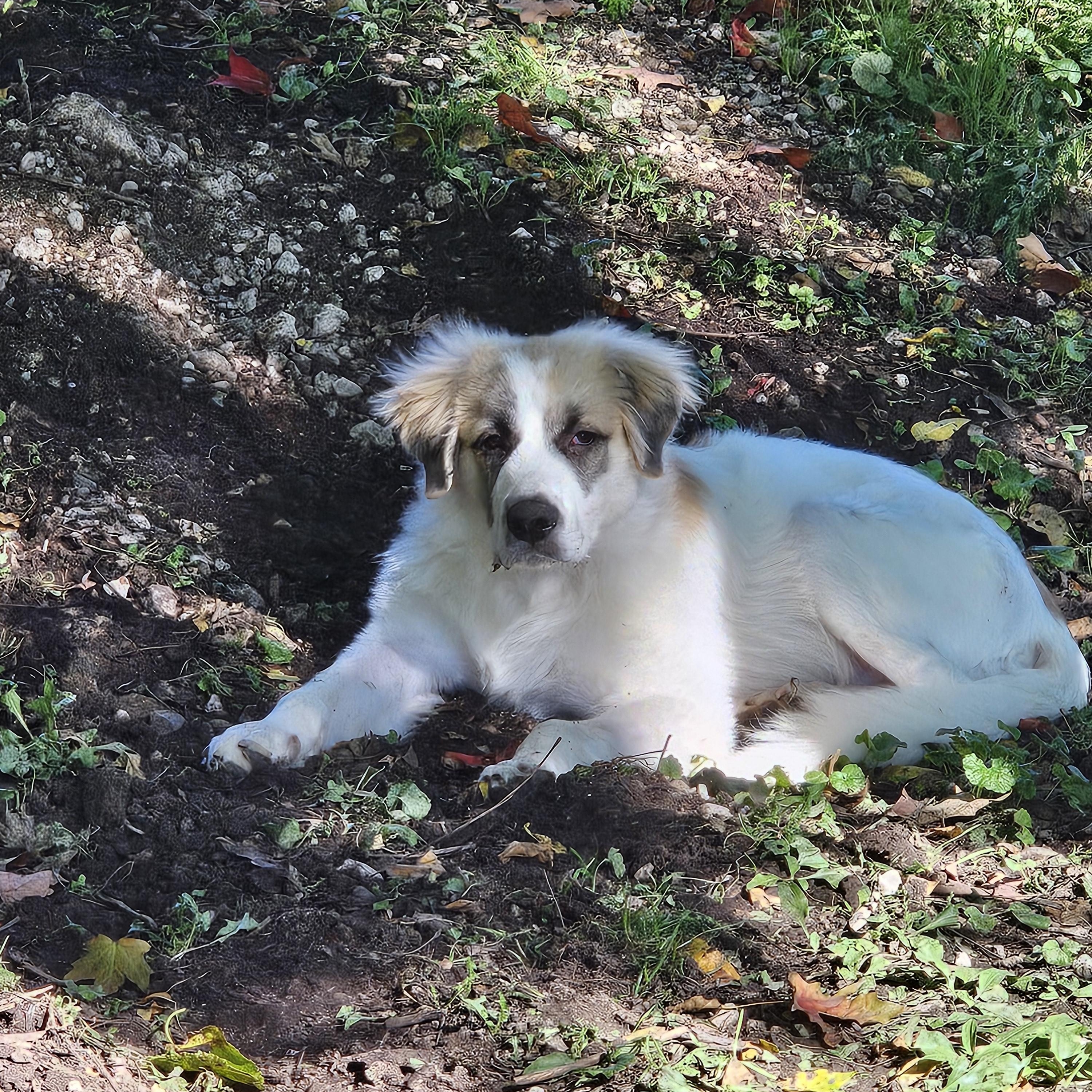 Enlarge Denali the perfect pyrenees pup, a Adoptable Great Pyrenees in Muskego, WI image 5/6