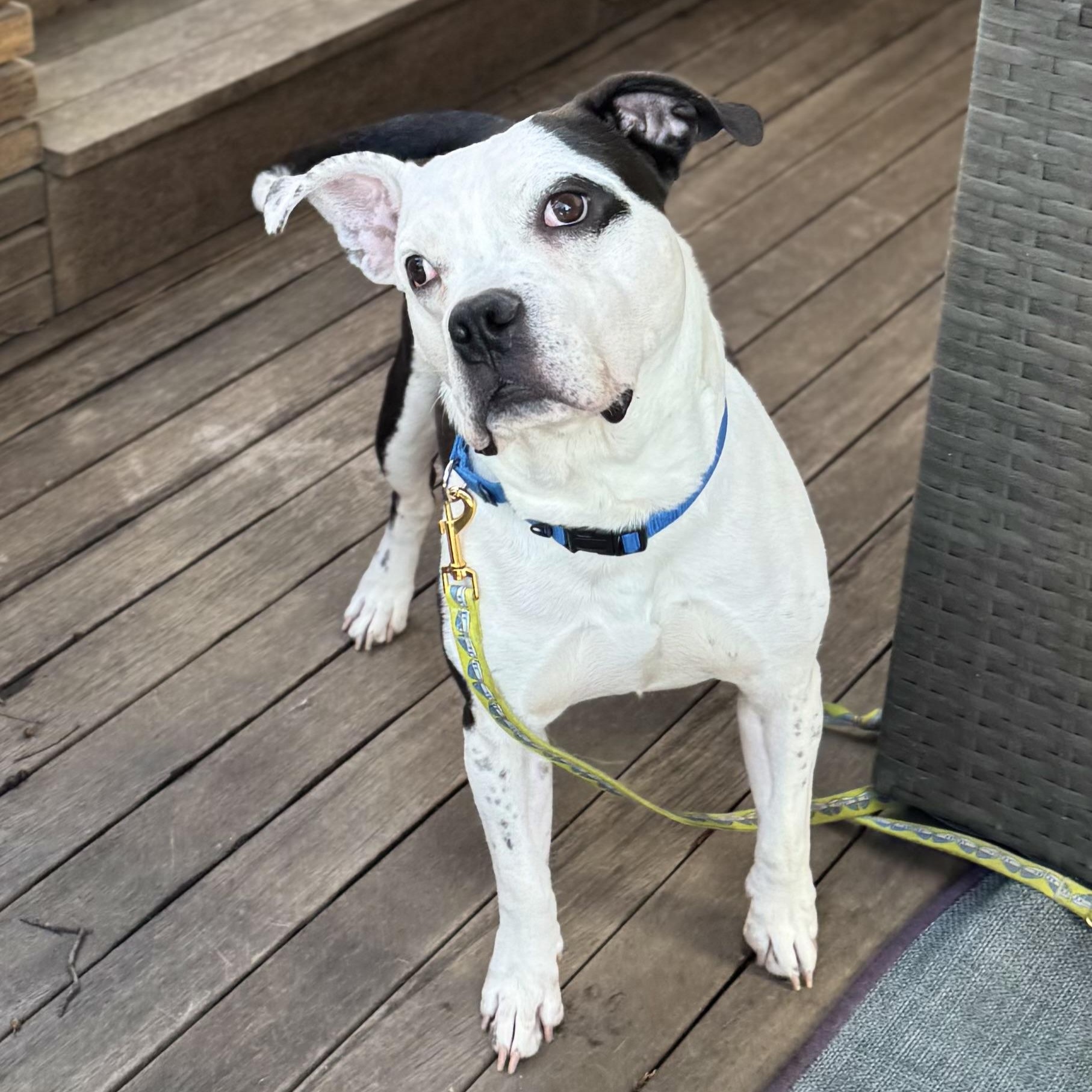 Witness — thumbnail 2