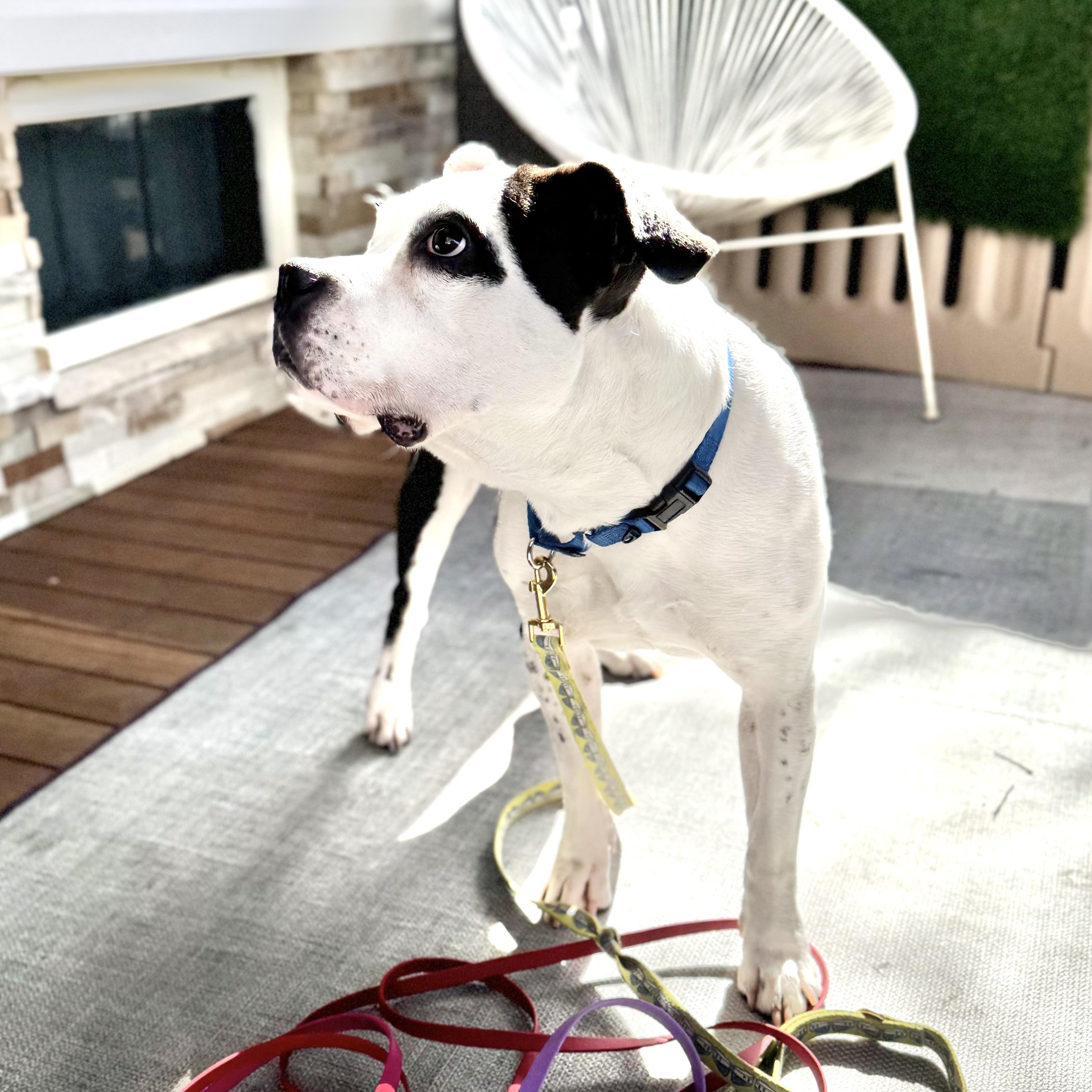 Witness — thumbnail 4