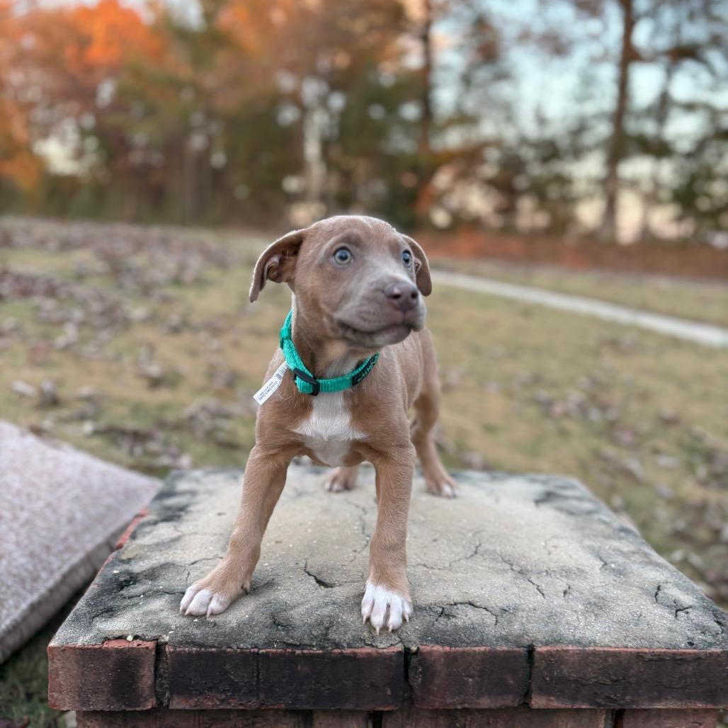 Alice, Adoptable, Puppy Female Pit Bull Terrier.