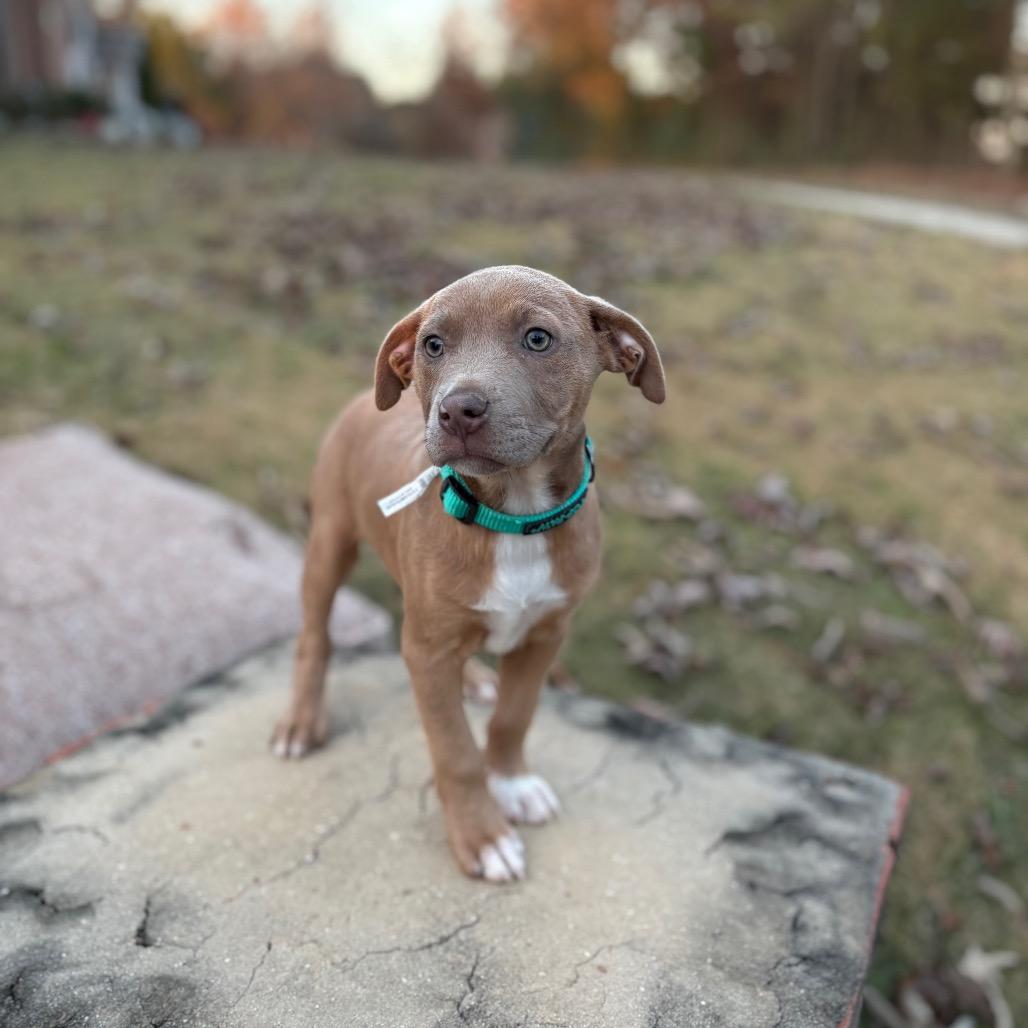 Alice, a Adoptable Pit Bull Terrier in Odenville, AL image 3/5