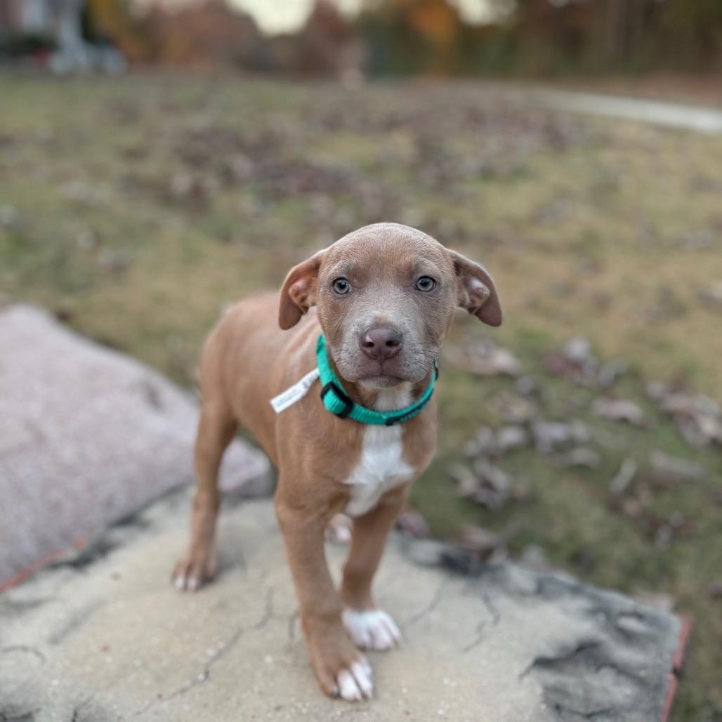 Alice, a Adoptable Pit Bull Terrier in Odenville, AL image 4/5