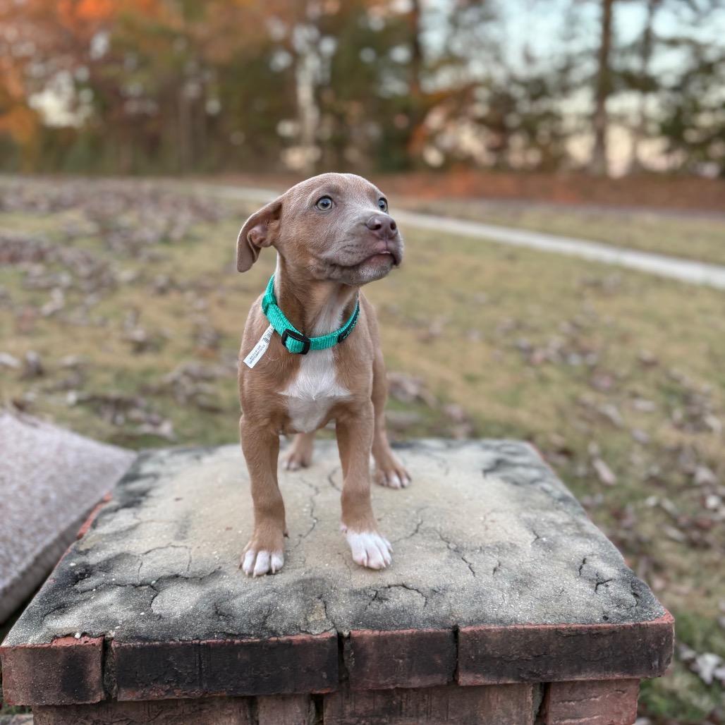 Alice, a Adoptable Pit Bull Terrier in Odenville, AL image 5/5