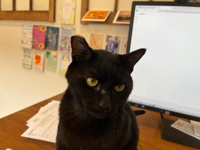 Enlarge My Lover Sir Elroy, a ADOPTABLE Domestic Short Hair in Eagle Point, OR image 5/6